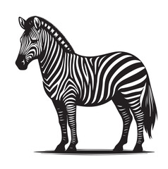 zebra vector illustration