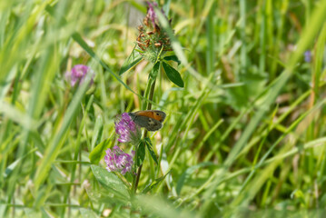 Small Heath (Coenonympha pamphilus) butterfly sitting on a pink flower in Zurich, Switzerland