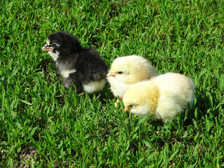 Little chickens in the grass in Romania