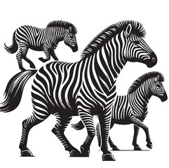 zebra vector illustration