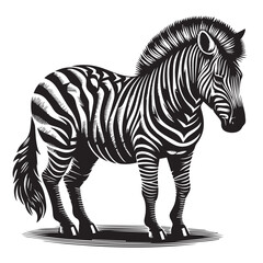 zebra vector illustration