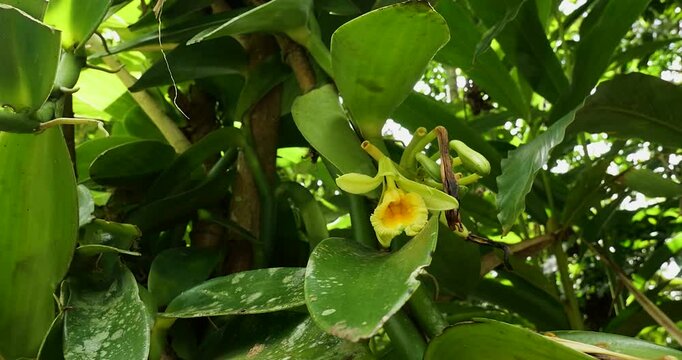 Vanilla orchid plant in Costa Rica, central america