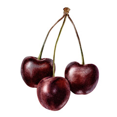 Sweet Cherry fruit. Bunch of three sour ripe juicy cherry berries. Isolated hand drawn watercolor illustration. Botanical Design for menu, package, cosmetic, textile, cards