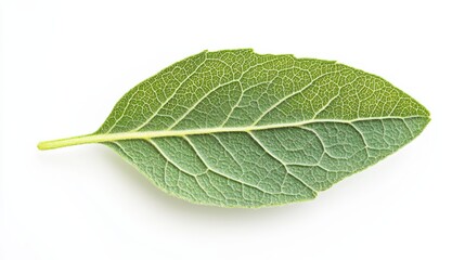 Obraz premium A single St John's Wort leaf is displayed against a bright white background, highlighting its detailed texture and deep green hue, emphasizing nature's beauty