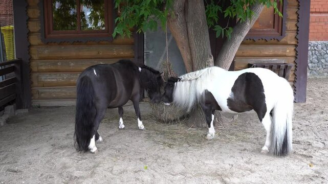 Two miniature Falabella horses are one of the smallest horse breeds in the world. Two horses chew hay standing in an open-air enclosure. High quality 4k footage