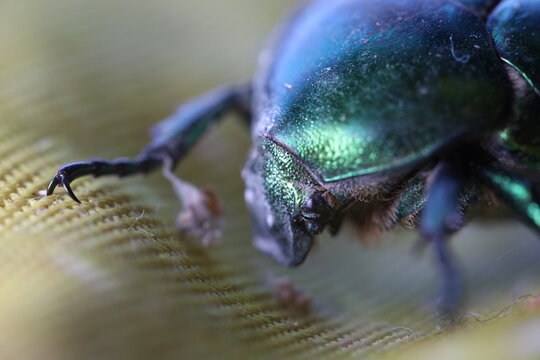 June bug, green bug ultra macro view, extreme close up, Green beetle, beetle head movement, Cotinis nitida insect