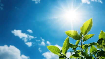 Obraz premium A vibrant green leaf against a bright blue sky with sunlight shining, depicting a serene nature scene and freshness.