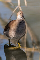 Teichhuhn an einem See