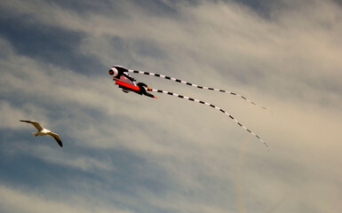 kite in the sky flying with a bird