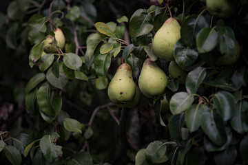 Detalhe de 3 pêras verdes numa árvore com folhas saudáveis 