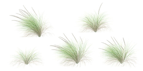 set of Fountain grass on transparent background, 3D rendering