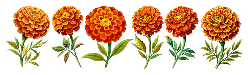 Marigold flower isolated on white, Marigold illustration, Marigold flower vector
