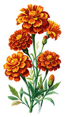 Marigold flower isolated on white, Marigold illustration, Marigold flower vector