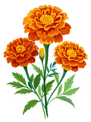 Marigold flower isolated on white, Marigold illustration, Marigold flower vector