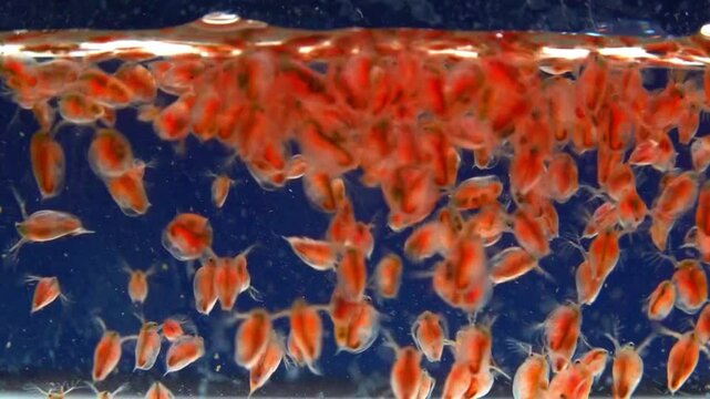 Daphnia magna, Crustacea, Cladocera - small planktonic freshwater crustaceans float in the water and floats up to the light