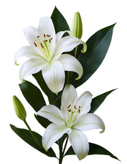 Fototapeta premium Lily png lily flower png watercolor lily png white lily png pink color lily png light pink color lily png yellow color lily png lily transparent background.