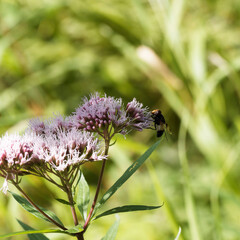 (Volucella pellucens) Volucelle transparente, insecte diptère se nourrisant de nectar d'une fleur...
