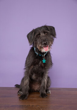 cute dog on an isolated background in a studio shot