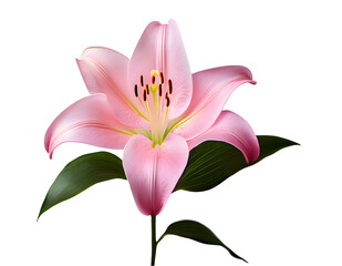 Lily png lily flower png watercolor lily png white lily png pink color lily png light pink color lily png yellow color lily png lily transparent background.