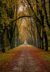 Forest Paths surrounding Chateau de Chenonceau