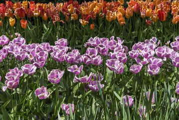 Exotic varieties of blooming lilac tulips in a park in Holland. Spring landscape