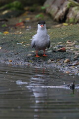 common tern