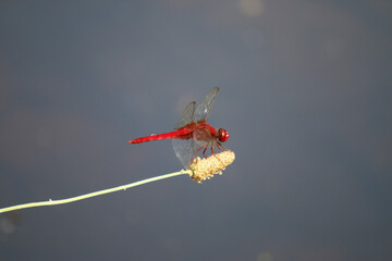 ショウジョウトンボ © tomo