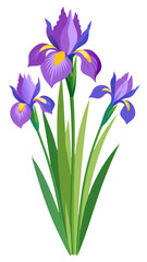 iris flower isolated on white background, iris illustration, iris flower vector