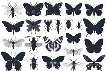 A selection of various butterfly species on display