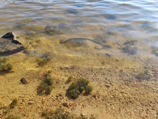 Serenity of Nature: A Lone Rock Amidst Tranquil Waters, Symbolizing Strength and Resilience