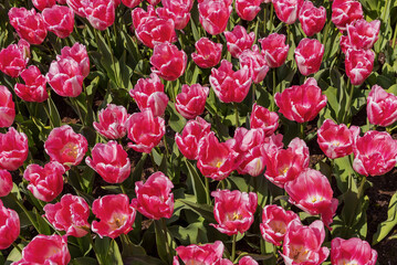 Field of exotic varieties of blooming bright pink tulips