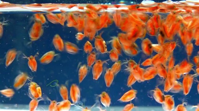 Daphnia magna, Crustacea, Cladocera - small planktonic freshwater crustaceans float in the water and floats up to the light