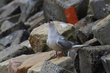 common tern