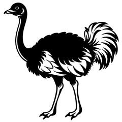 Obraz premium Ostrich silhouette Vector Digital Download