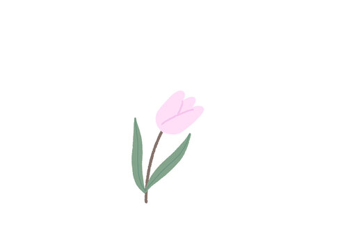 Pink Tulip