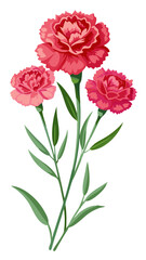 Obraz premium Carnation flower isolated on white background, Carnation illustration, Carnation flower vector