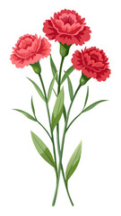 Carnation flower isolated on white background, Carnation illustration, Carnation flower vector