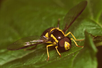 howerfly 