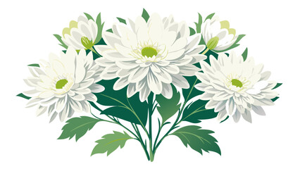 illustration of flower, Chrysanthemum flower isolated on white background, Chrysanthemum illustration, Chrysanthemum flower vector