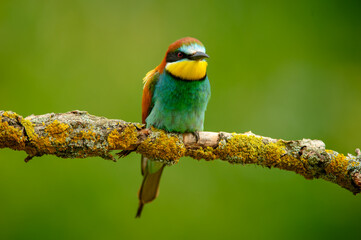 A European bee-eater (Merops apiaster) is perched on a branch, portrait. The background is blurred, highlighting the bird's vibrant colors and detailed features.