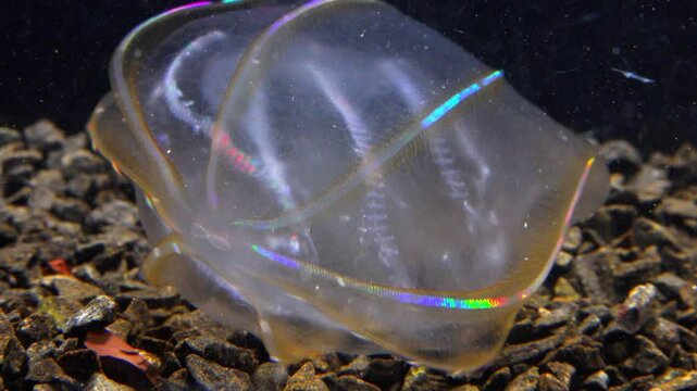 Black Sea, Jellyfish Beroe ovata - devouring Mnemiopsis leidy. Combine jelly digesting caught comb jelly Mnemiopsis, comb plates glistening in the light
