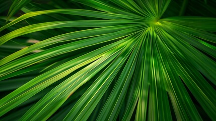 Obraz premium Close-up of a palm leaf on a dark background. Palm leaf structure.