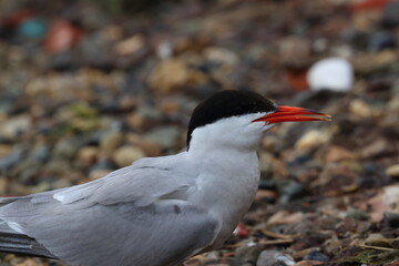 terns