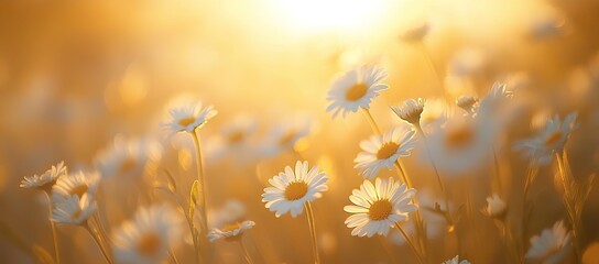 Golden Hour Daisies Blooming in an Open Field. AI generated illustration