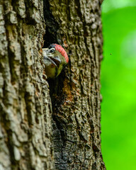 Young woodpecker (Dendrocopos major) peeks out from nest hole