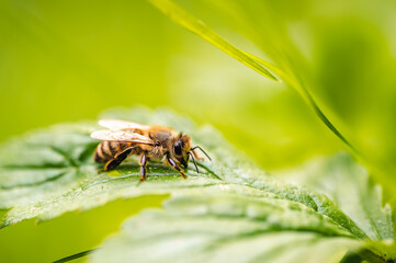 Honey bee (Apis mellifera) resting on green leaf in forest close-up