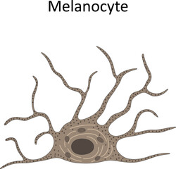Melanocyte (melanin-producing cell)