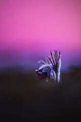 Small pasque flower (Pulsatilla pratensis) at night during blue hour