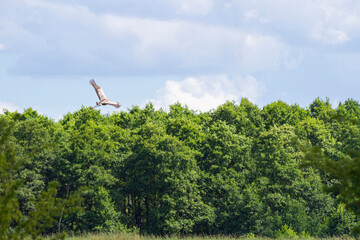 Żuraw przelatujący ponad polami nieopodal lasu   A crane bird flying over fields near the forest   © Adrian White