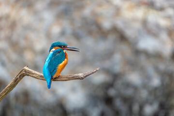 Kingfisher (Alcedo atthis) on a branch, close-up shot